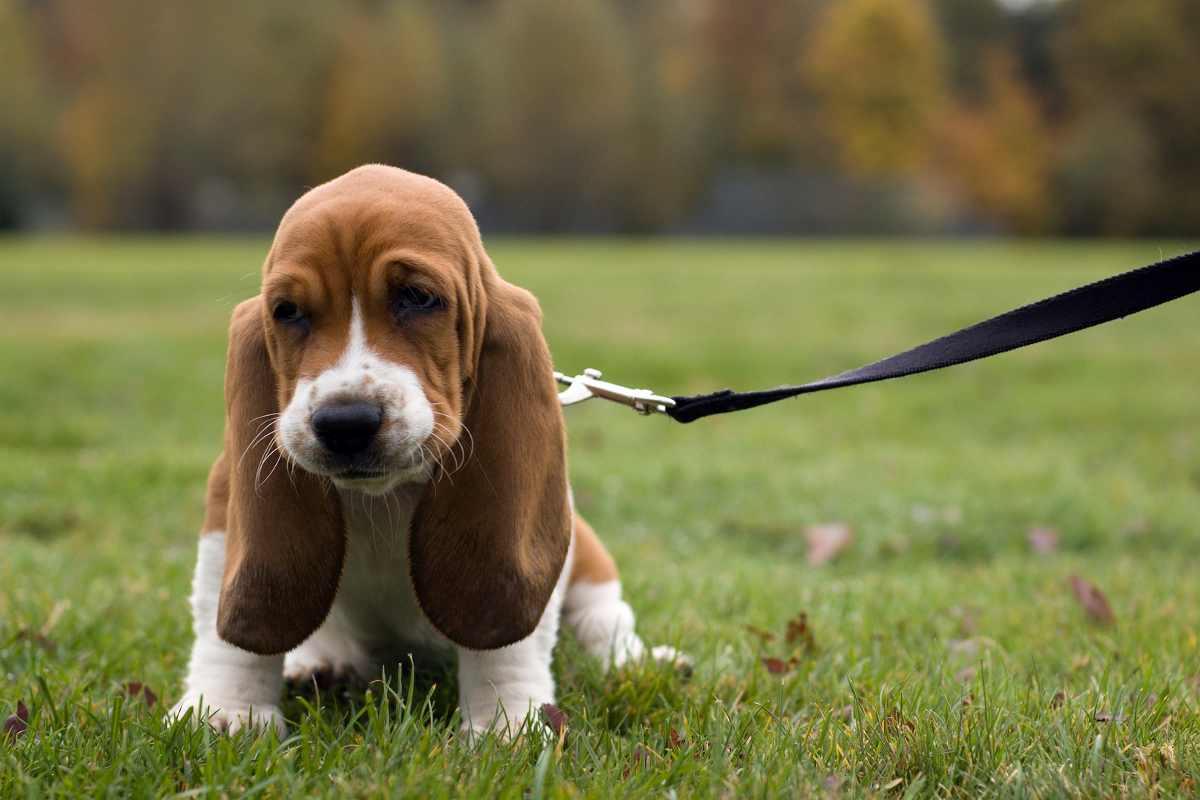 Information About the Witty and Naughty Beagle-Basset Hound