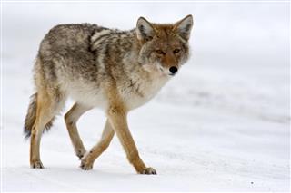 Coyote (Yellowstone NP)