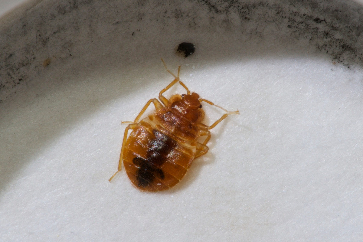 Signs of Bed Bugs Infestation