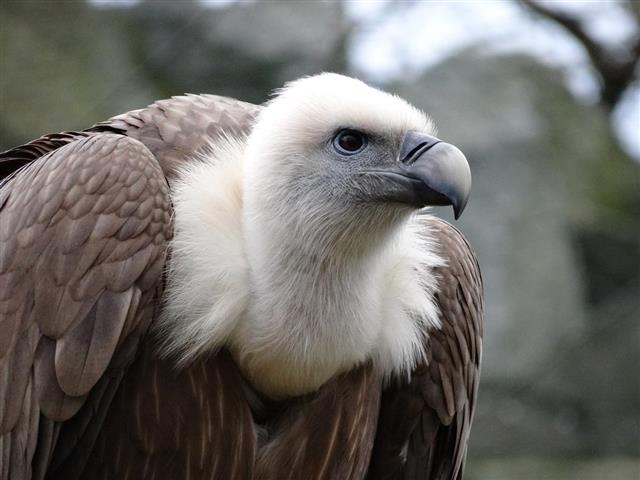 Vulture head