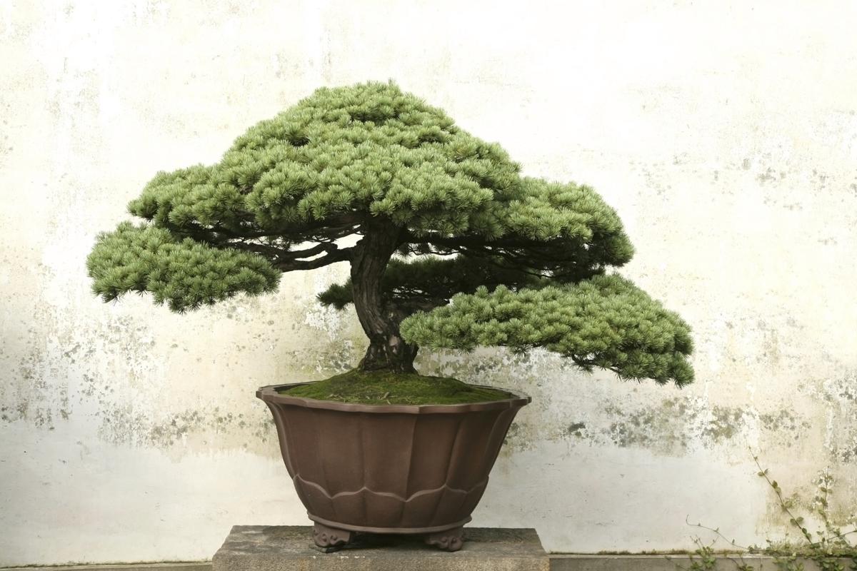 Bonsai Tree Meaning