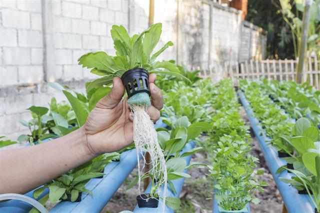 Vegetable planting water hydroponics