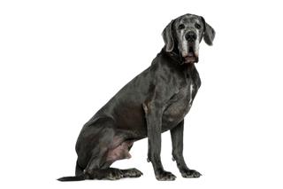 Great Dane 6 years old sitting