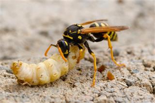Wasp feeding on a small worm