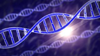 The human genes DNA