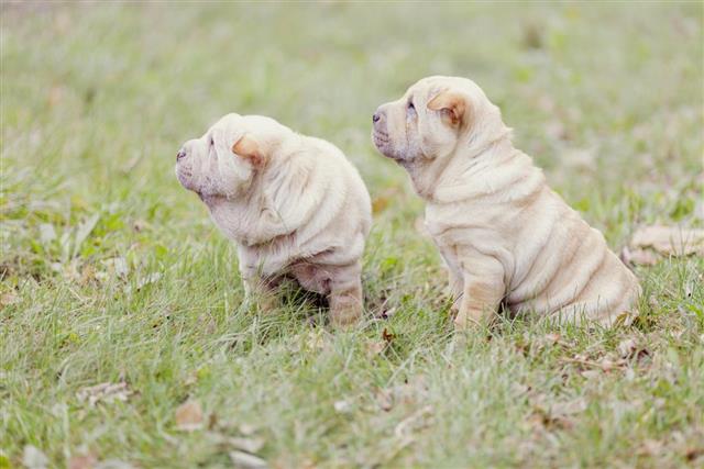 Two Shar Pei puppy