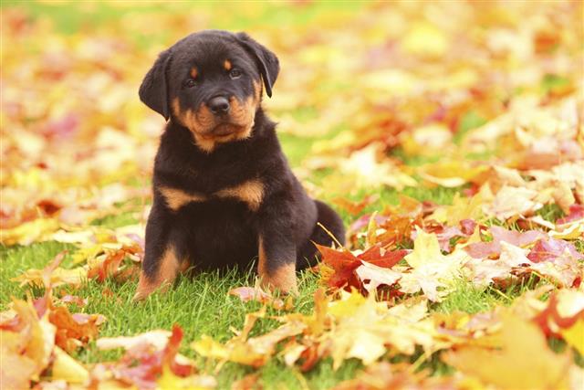Rottweiler Puppy Sits in Autumn Leaves