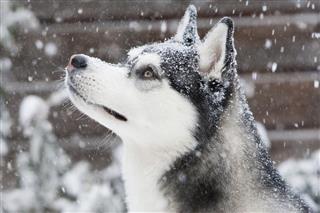 Siberian Husky puppy in Snow