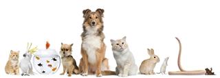 Group of pets sitting white background