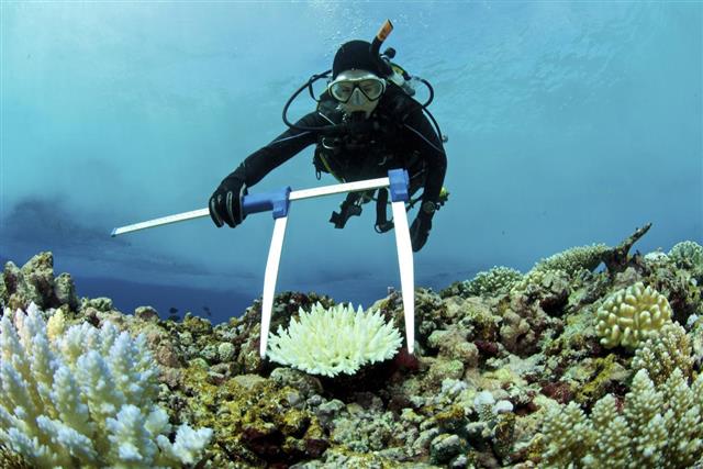 Marine biologist measures bleached coral