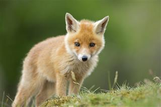 Red fox cub standing on grassy knoll