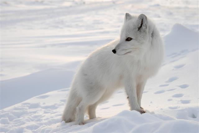 Polar or arctic fox