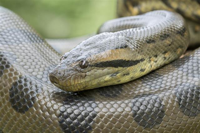 Green Anaconda Snake