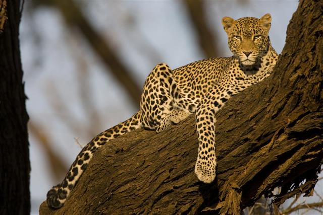Adult Male Leopard (Panthera pardus) sat on branch in tree