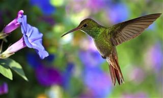 Hummingbird (archilochus colubris) in Flight over Purple Flowers