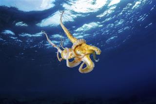 Octopus in the sea