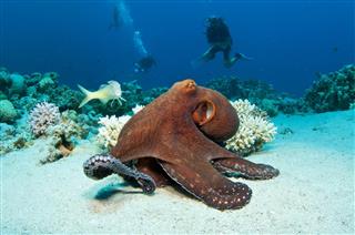A large red octopus under the ocean