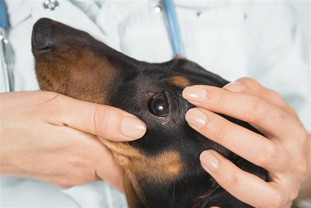 Veterinarian examines eye of a dachshund