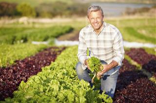 Farmer Harvesting Organic Salad Leaves On Farm