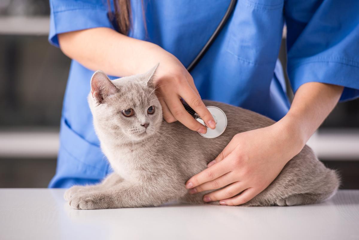 How to Get Rid of Hot Spots on Cats PetHelpful