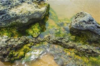 Sea stones with algae
