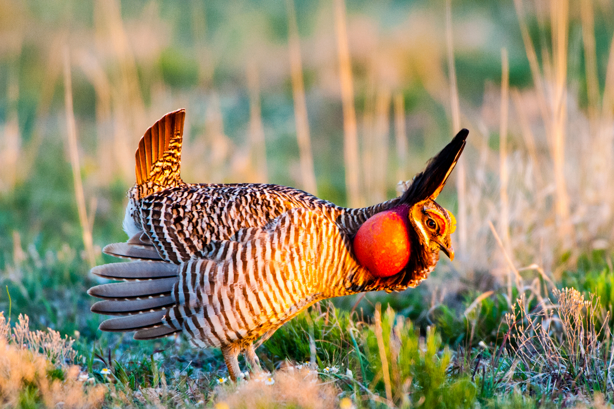 Quick Facts About Greater Prairie Chicken