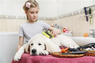 A young girl grooming her Labrador dog on the table