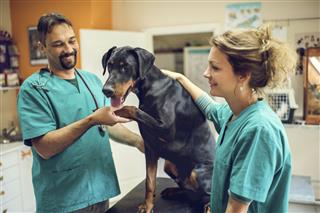 Happy veterinarian's having a medical exam with Doberman