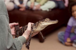 Pet Alligator - Show and Tell
