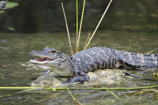 Young American Alligator with Mouth Open
