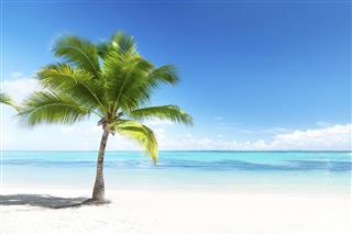 Palm tree on beach overlooking ocean