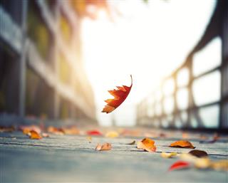 Falling Autumn Leaf