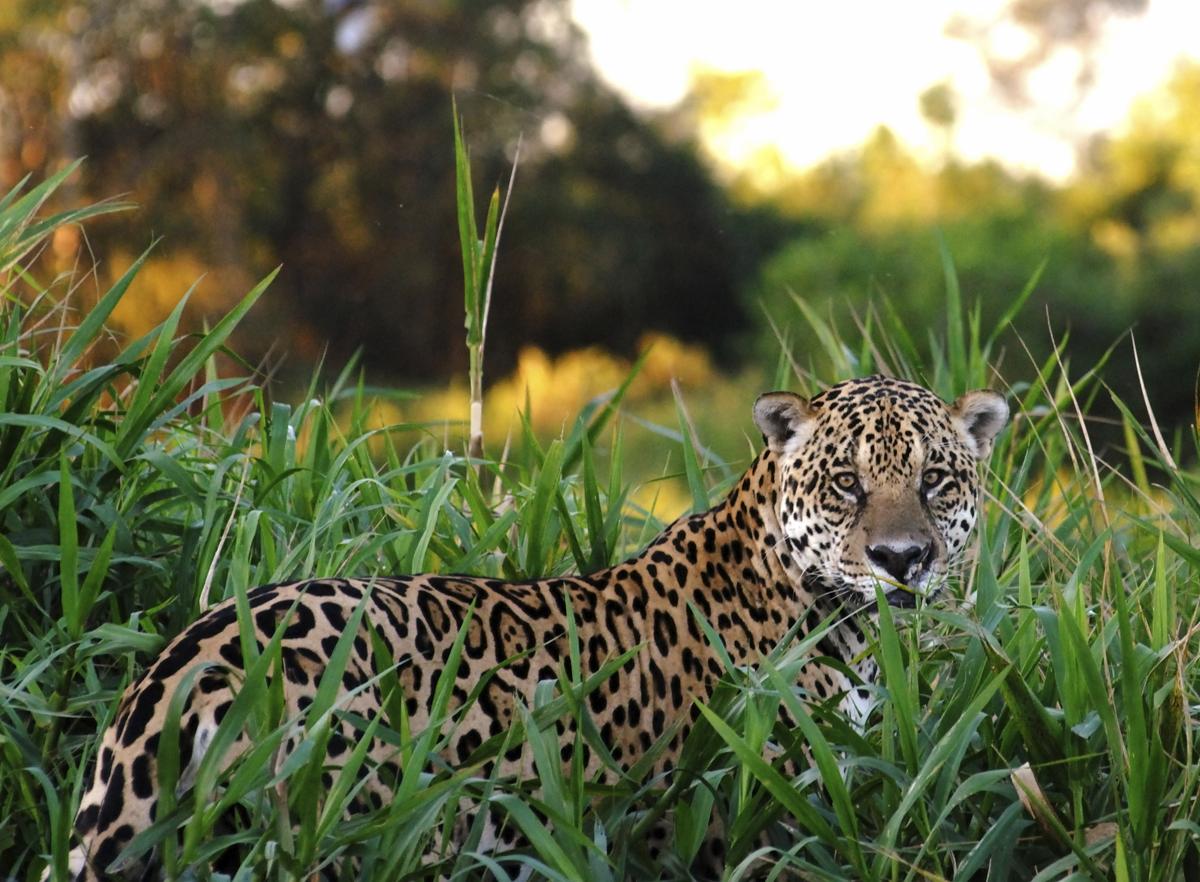 Jaguar Adaptations - Animal Sake