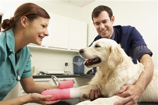 Veterinary surgeons treating a dog after a surgery