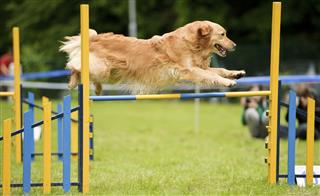 Dog agility with golden retriever