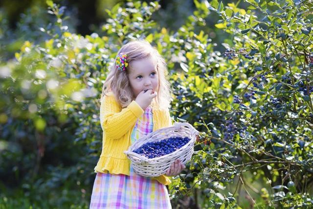 Little girl picking blueberry