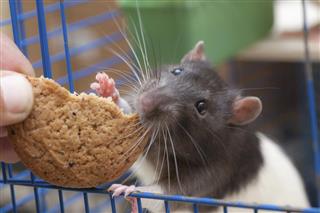 Rat in a cage eating cookies