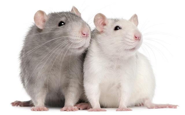 Front view of two rats