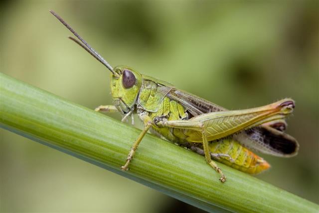 Close up of a grasshopper on a plant