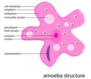 Amoeba structure