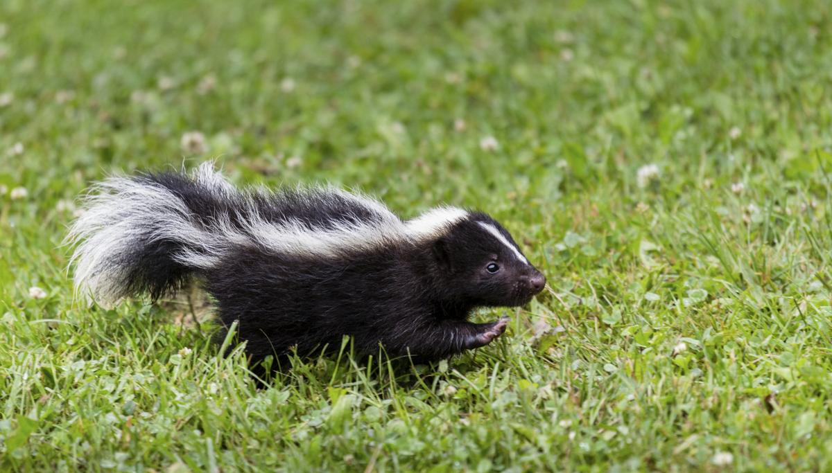 skunks hibernate