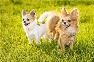 Couple of Chihuahuas