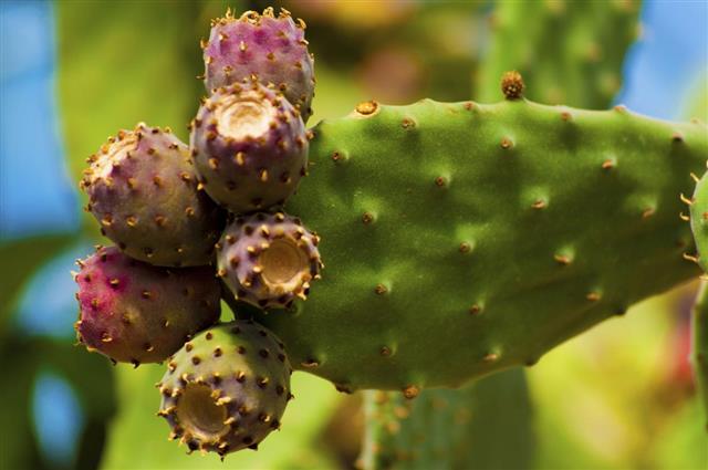 Prickly pear cactus with fruit in purple color cactus spines