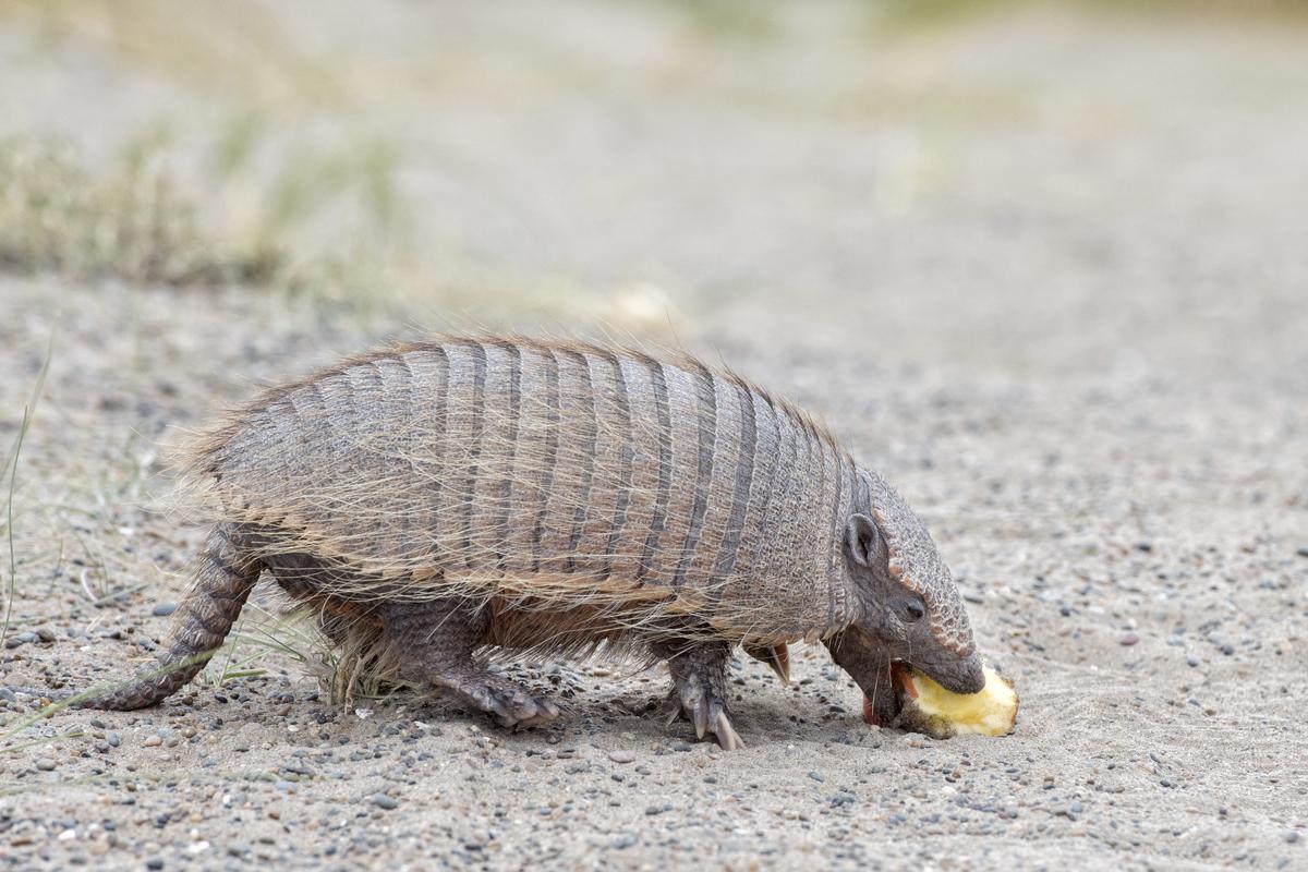 Surprising Facts About Armadillos That Will Leave You in Awe - Animal Sake