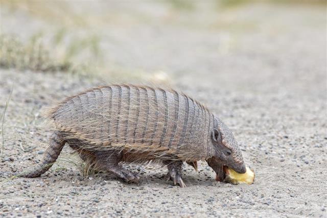 Armadillo close up portrait looking at you
