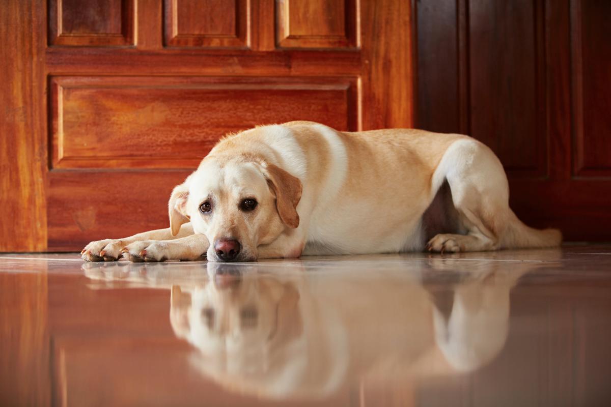 Prednisone Side Effects in Dogs