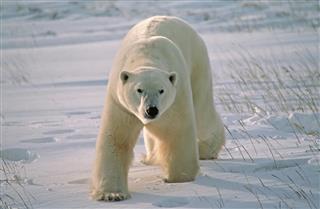 White polar bear outside in snow