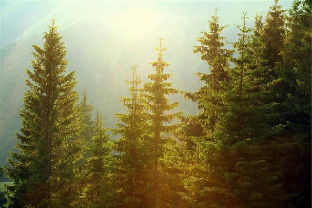 Sunlight in spruce foggy forest on background of mountains