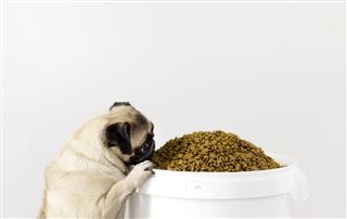 Dog Eating Food (Click for more)