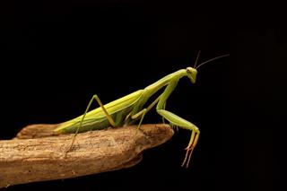 Green mantis on the branch on black background